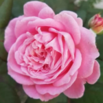 Comfortable rose Review : Comfortable rose Trick or genuine?